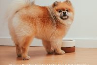 Choosing Mini Pom Dog Food Makes Sure It Full of Nutrition