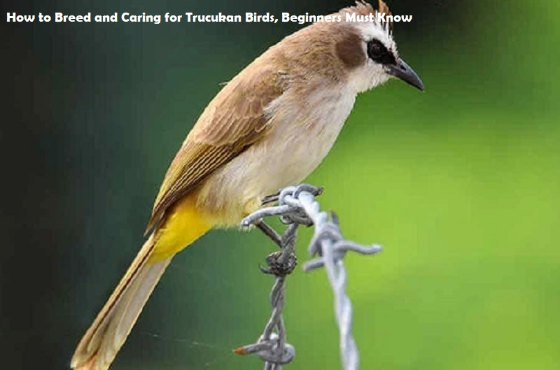 Caring for Trucukan Birds
